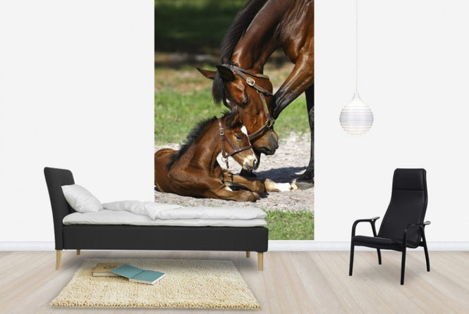 PHOTOWALL / Thoroughbred Horses Cuddling (e29756)