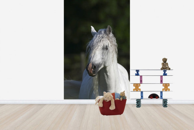 PHOTOWALL / Welsh Pony Close up (e29761)