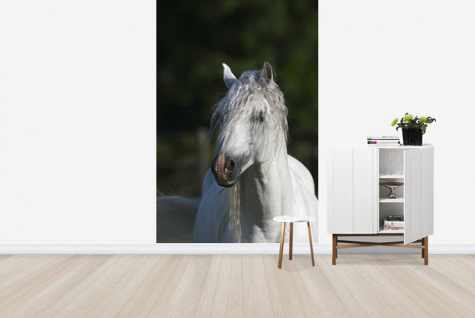 PHOTOWALL / Welsh Pony Close up (e29761)