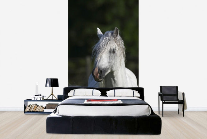 PHOTOWALL / Welsh Pony Close up (e29761)