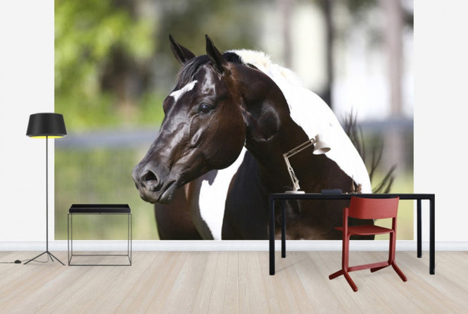 PHOTOWALL / White and Brown Horse (e29824)