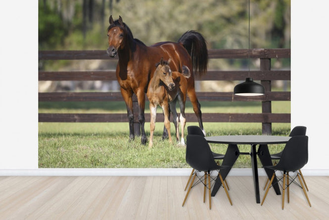 PHOTOWALL / Chestnut Hennessy Arabian with Foal (e29841)