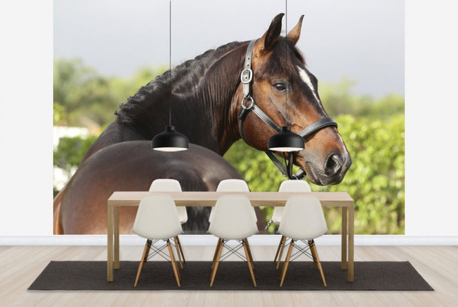 PHOTOWALL / Brown Oldenburg Horse (e29847)