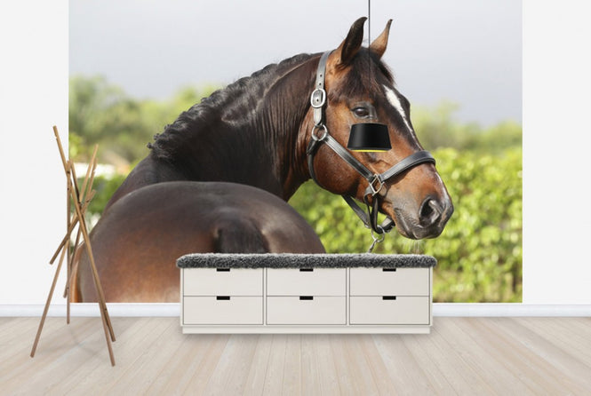 PHOTOWALL / Brown Oldenburg Horse (e29847)