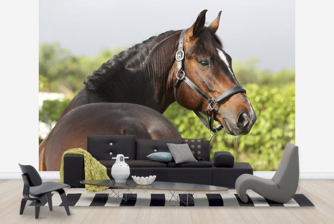 PHOTOWALL / Brown Oldenburg Horse (e29847)