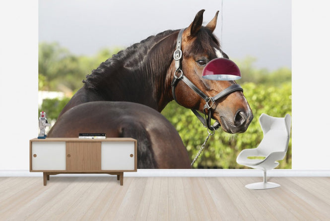 PHOTOWALL / Brown Oldenburg Horse (e29847)
