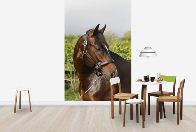 PHOTOWALL / Oldenburg Horse (e29848)