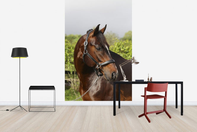 PHOTOWALL / Oldenburg Horse (e29848)