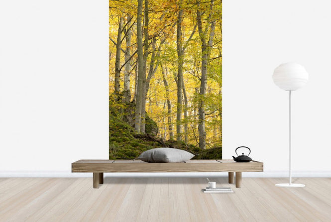 PHOTOWALL / Autumn Aspen Tree (e40484)