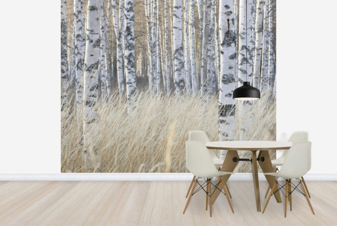 PHOTOWALL / Light Birch Forest (e40500)