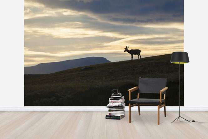 PHOTOWALL / Reindeer at Helagsfjället, Sweden (e40513)