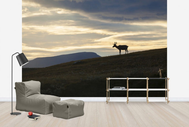PHOTOWALL / Reindeer at Helagsfjället, Sweden (e40513)