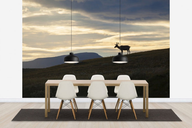 PHOTOWALL / Reindeer at Helagsfjället, Sweden (e40513)