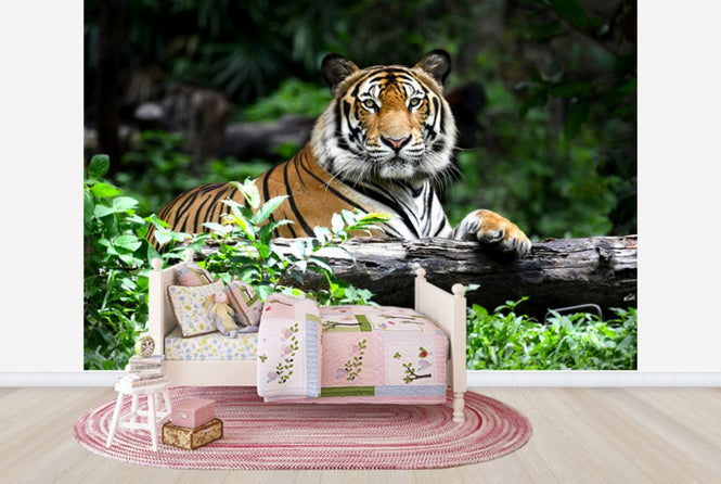 PHOTOWALL / Bengal Tiger (e40704)