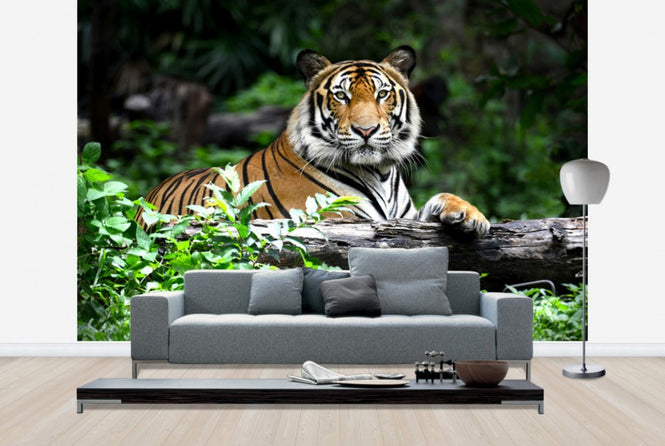 PHOTOWALL / Bengal Tiger (e40704)