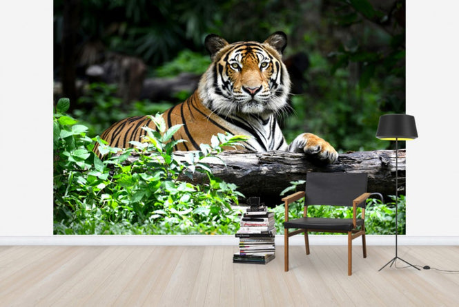 PHOTOWALL / Bengal Tiger (e40704)