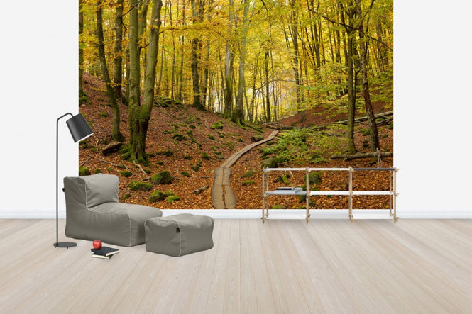 PHOTOWALL / Soderasen Beech Wood, Sweden, Europe (e40746)