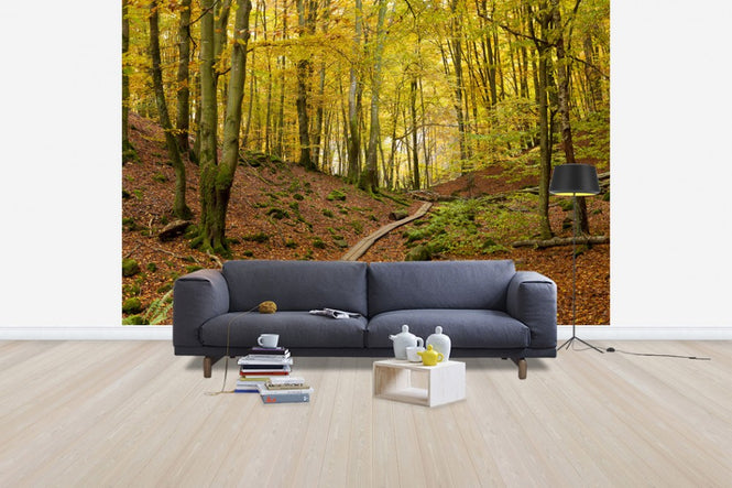 PHOTOWALL / Soderasen Beech Wood, Sweden, Europe (e40746)