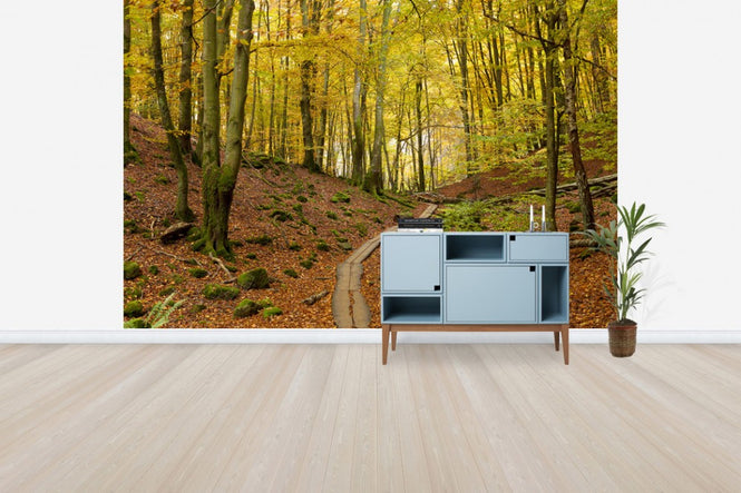PHOTOWALL / Soderasen Beech Wood, Sweden, Europe (e40746)