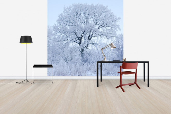 PHOTOWALL / Winter Oak in Sweden (e40752)