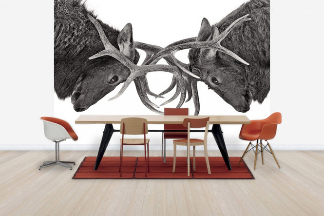 PHOTOWALL / Eye to Eye - Elk fight, black and white (e30605)
