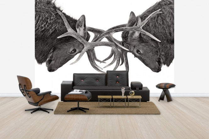 PHOTOWALL / Eye to Eye - Elk fight, black and white (e30605)