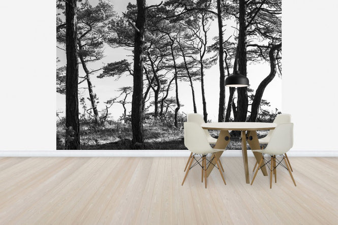 PHOTOWALL / Black Pine Forest, black and white (e41142)