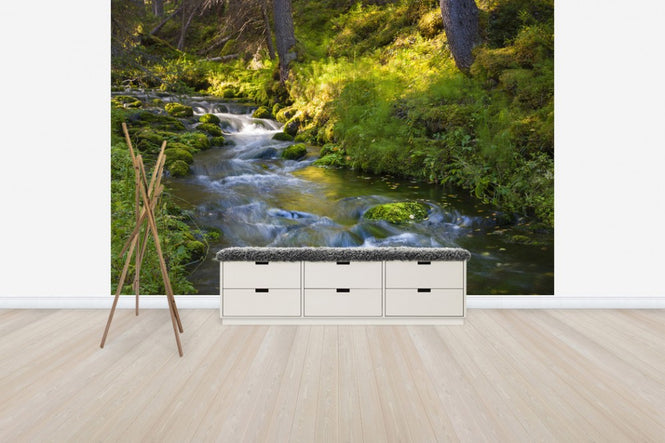 PHOTOWALL / Finnish Forest River (e41145)
