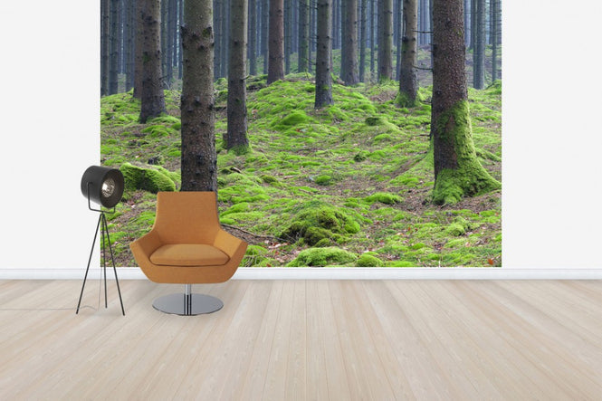 PHOTOWALL / Fir Tree Trunk (e41147)