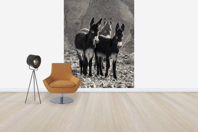 PHOTOWALL / Wild Burros in a Canyon, Death Valley National Park (e31144)