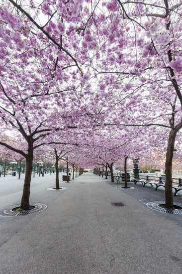 PHOTOWALL / Cherry Tree Blossoms (e310111)