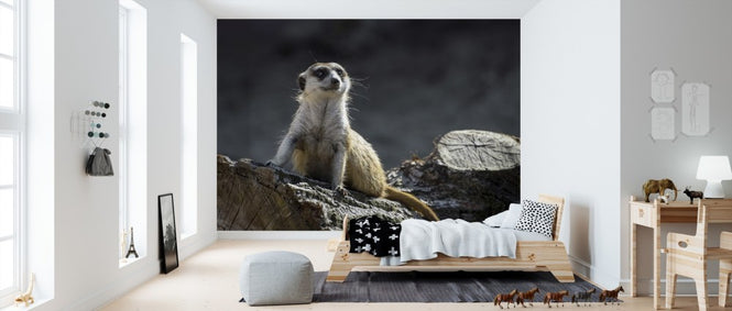 PHOTOWALL / Meerkat (e310294)