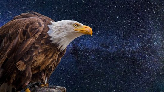 PHOTOWALL / The Bald Eagle (e310475)