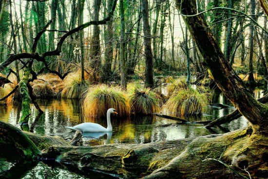 PHOTOWALL / Swan in Swamp (e310489)