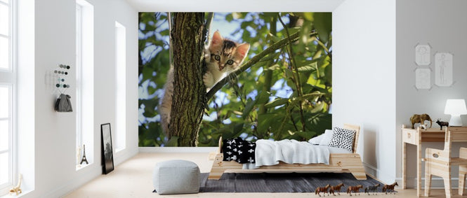 PHOTOWALL / Adorable Kitten (e310540)