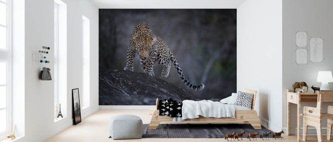PHOTOWALL / Leopard on a Rock (e310378)