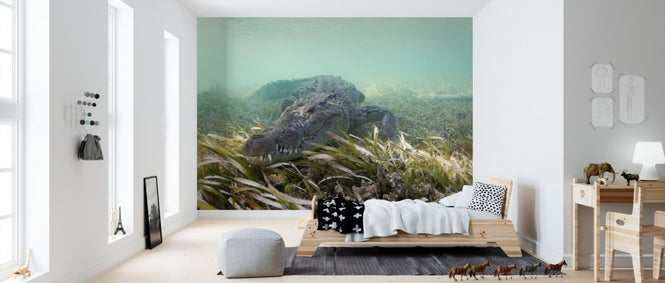 PHOTOWALL / American Crocodile (e310391)