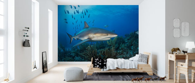 PHOTOWALL / Caribbean Reef Shark (e310396)