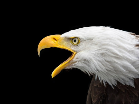PHOTOWALL / Bald Eagle (e310657)