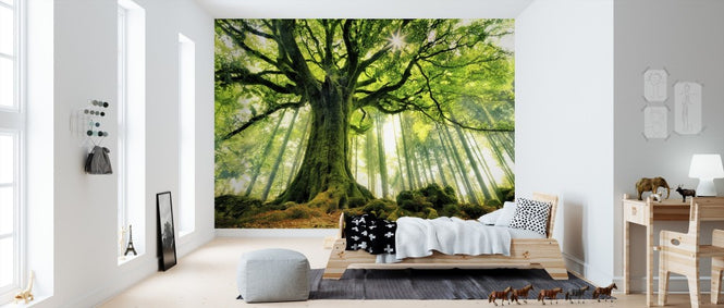 PHOTOWALL / Ponthus' Beech (e310982)