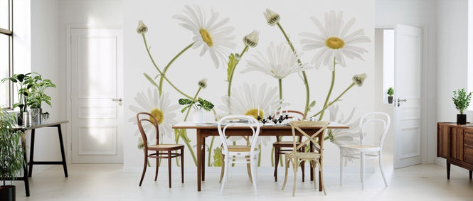 PHOTOWALL / Ox Eye Daisies (e311042)