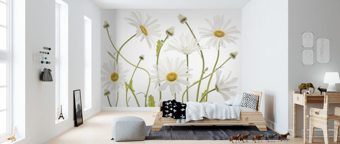 PHOTOWALL / Ox Eye Daisies (e311042)