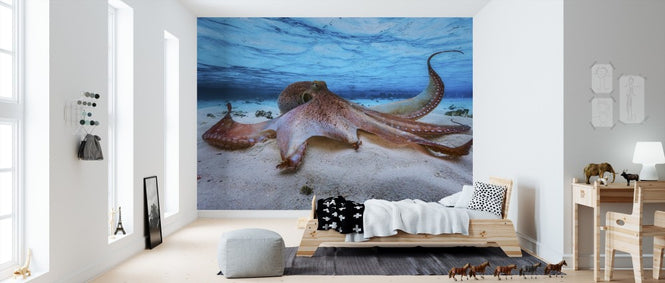 PHOTOWALL / Octopus (e311049)