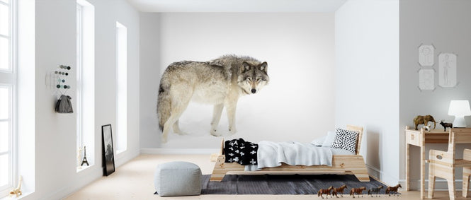 PHOTOWALL / Canadian Timber Wolf Walking Through The Snow (e311129)