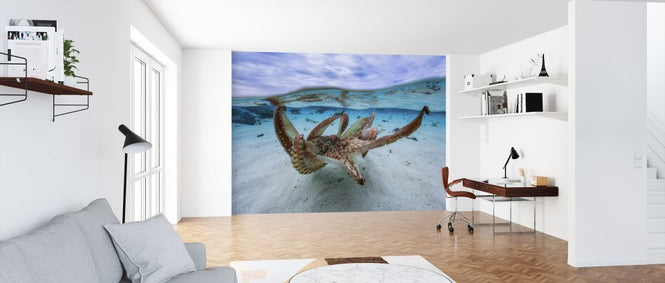 PHOTOWALL / Octopus (e312827)