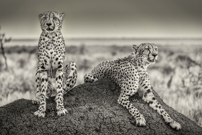 PHOTOWALL / Two Cheetahs Watching Out (e312828)