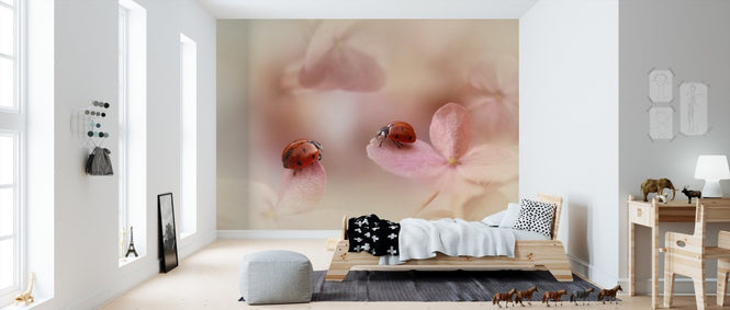 PHOTOWALL / Ladybirds on Pink Hydrangea (e312957)