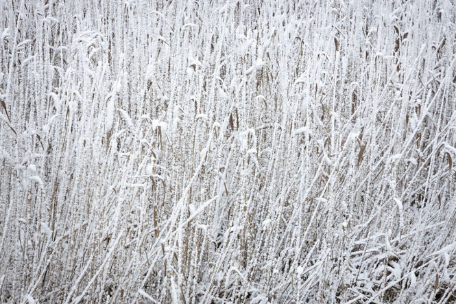 PHOTOWALL / Grass Field (e313219)