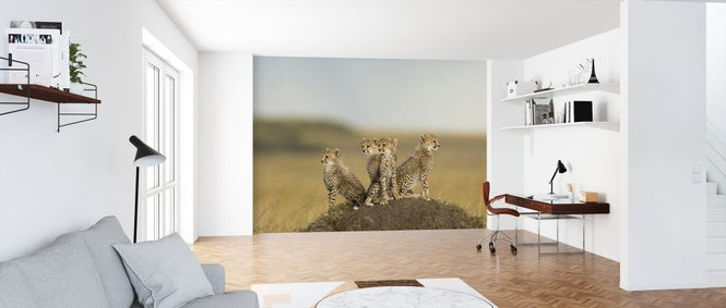 PHOTOWALL / Cheetah Cubs (e314493)