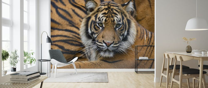 PHOTOWALL / Sumatran Tiger (e314501)